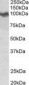 APP / Beta Amyloid Antibody (N-Terminus)